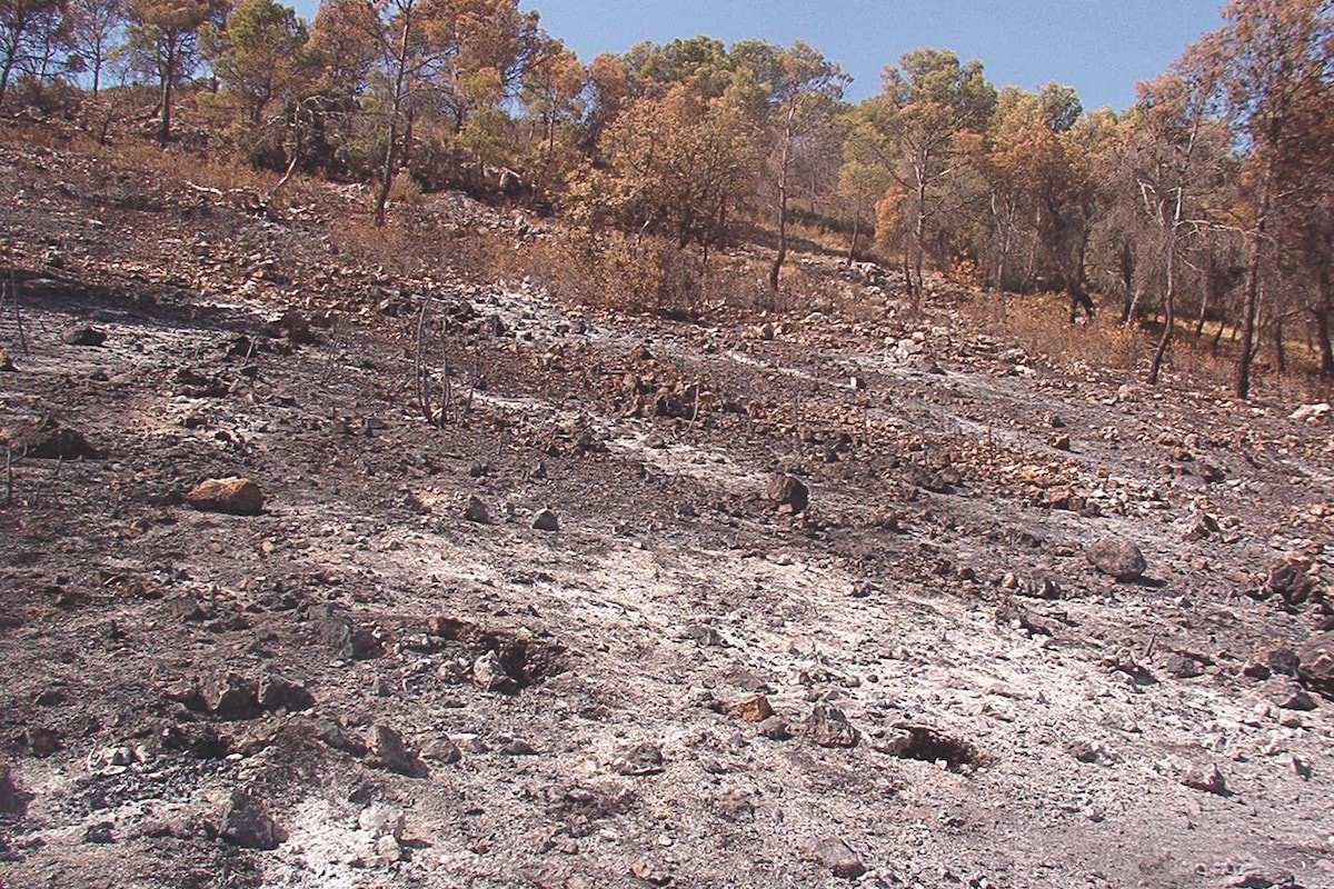Pinoso (Alicante) una semana después del incendio de 2003