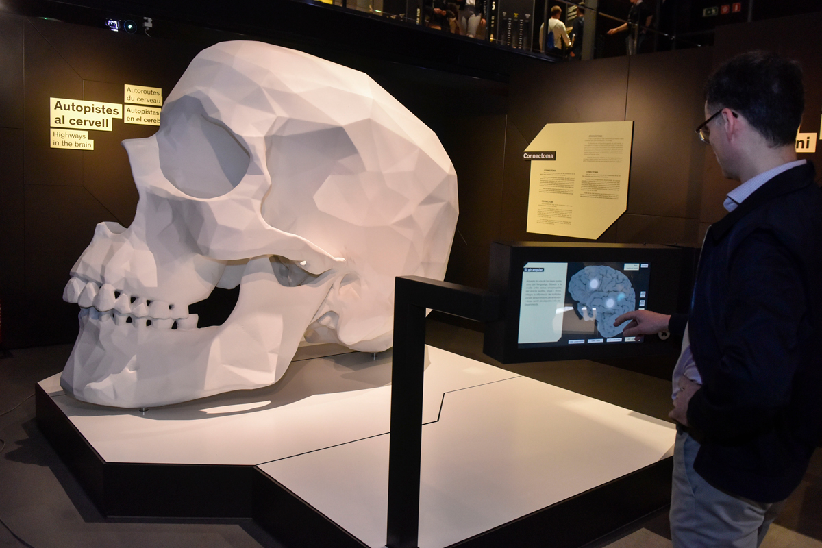 El conectoma del lenguaje pone en común las conexiones que hay en el cerebro entre las regiones y los haces neurológicos que intervienen en el lenguaje. / Fundació Bancària "la Caixa"