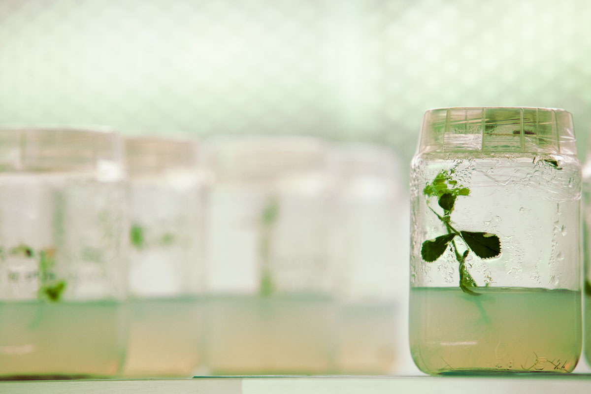 plantes del futur