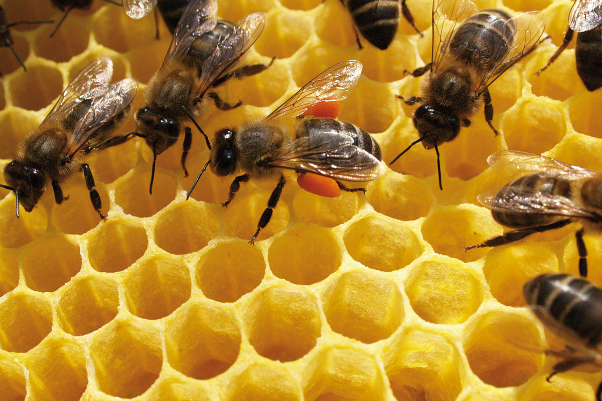 ¿Qué les pasa a las abejas de miel?