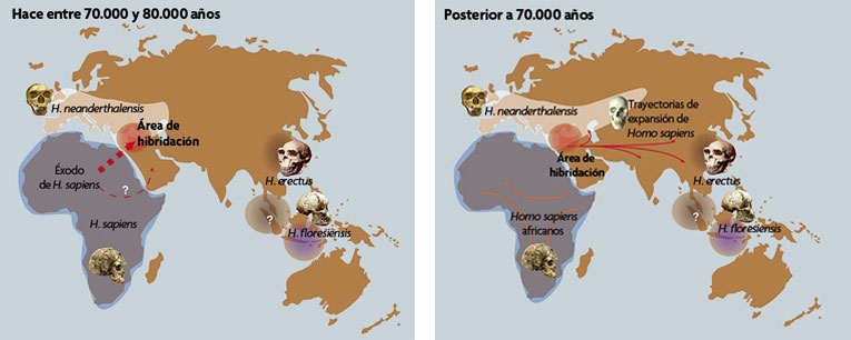 genoma neandertal