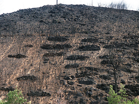 Una zona de Coímbra (Portugal), tras los incendios del 2005