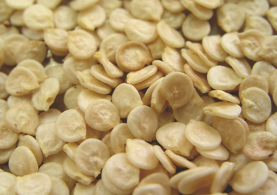 108b-74 semillas pimiento