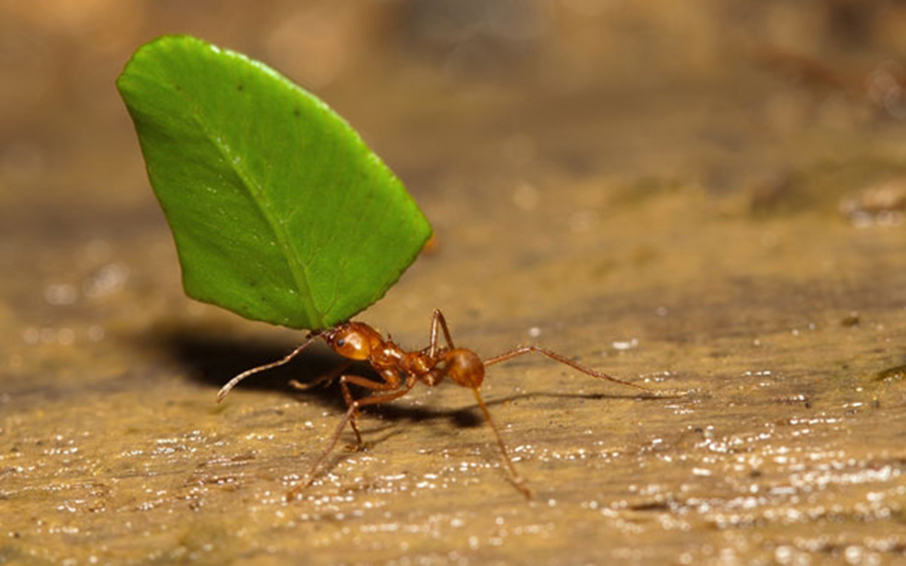 Las hormigas y yo
