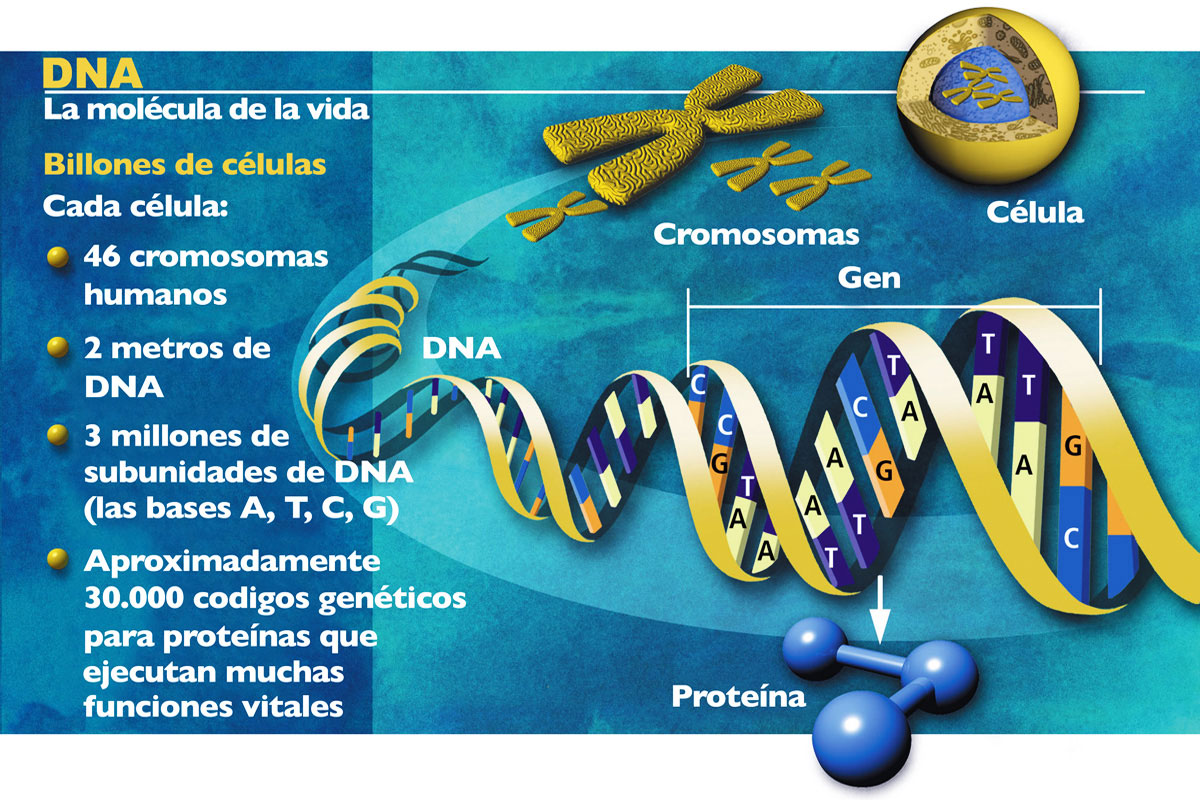 ¿Qué es el genoma?