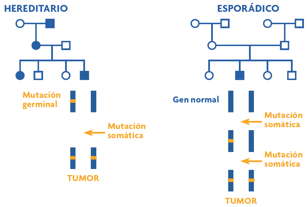 Que cancer es hereditario - Genes Brca1 y Brca2 En El Cancer de Mama y Ovario Hereditario