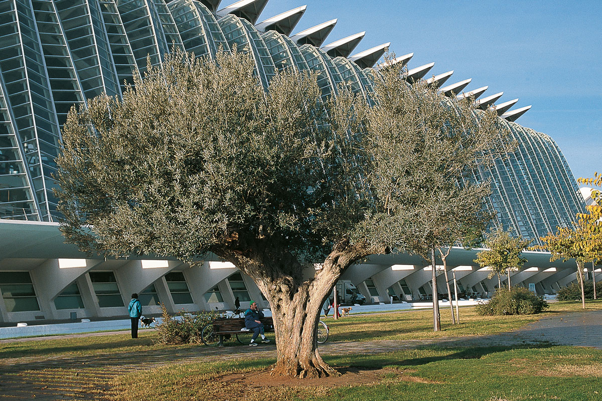 El árbol milenario del Mediterráneo
