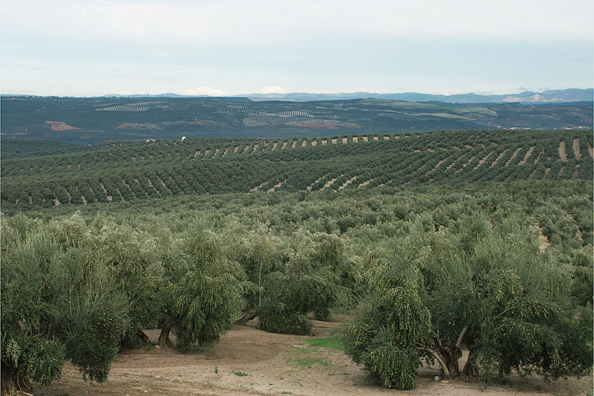 Una agricultura sostenible: el olivar ecológico