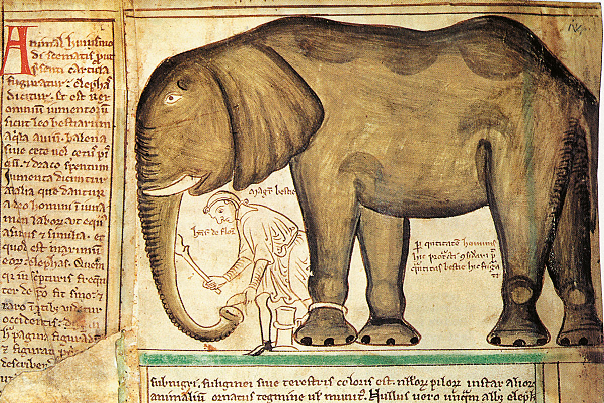 elefante