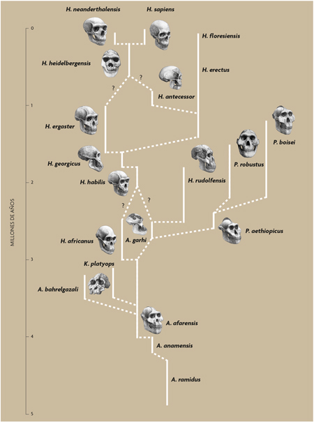 La Evolución Del Género Homo Revista Mètode 5780