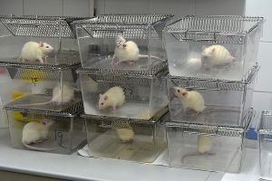 Comunicación en investigación con animales