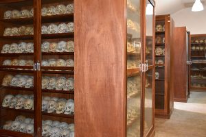 colecciones osteológicas