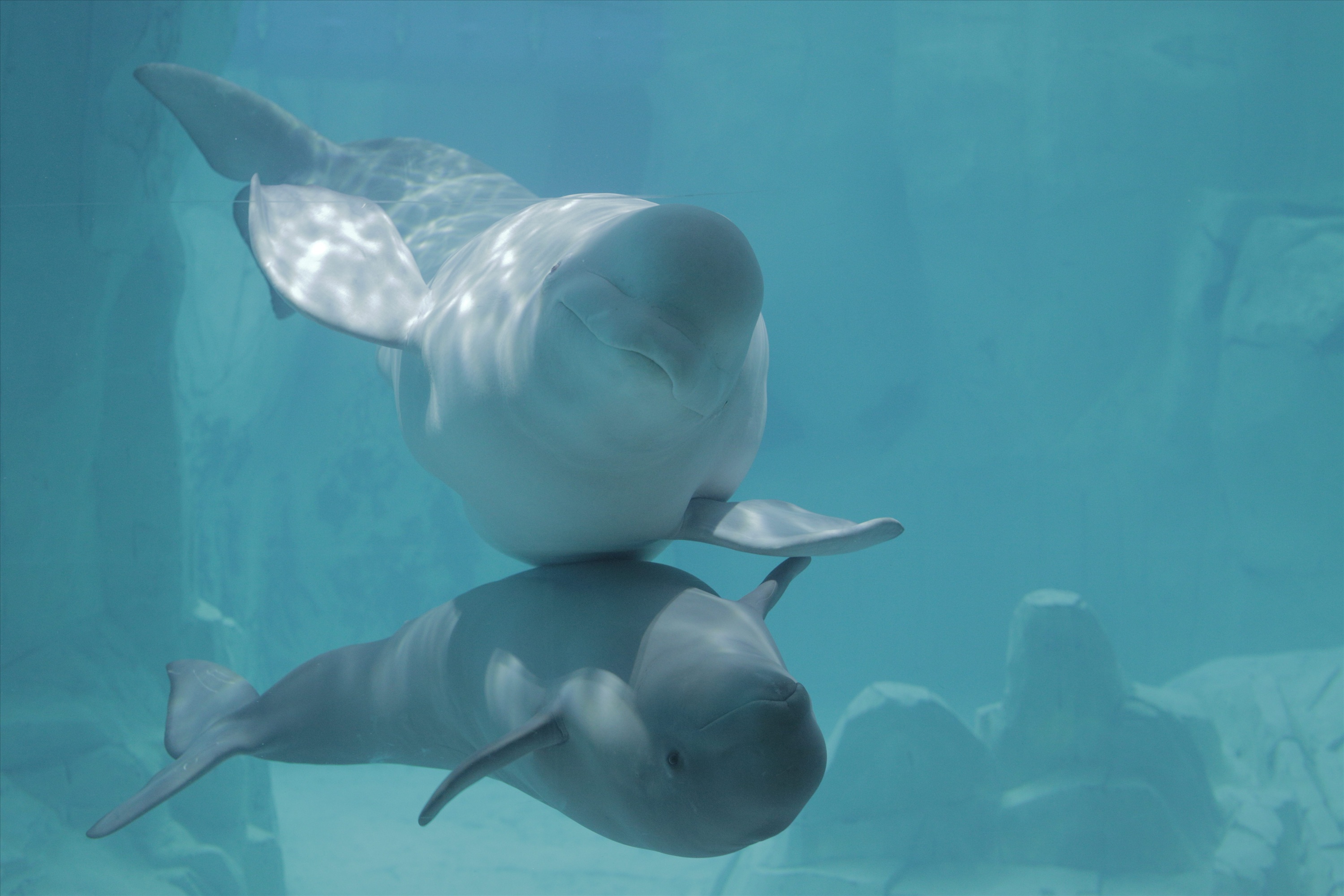 ballenas: madre y cría beluga