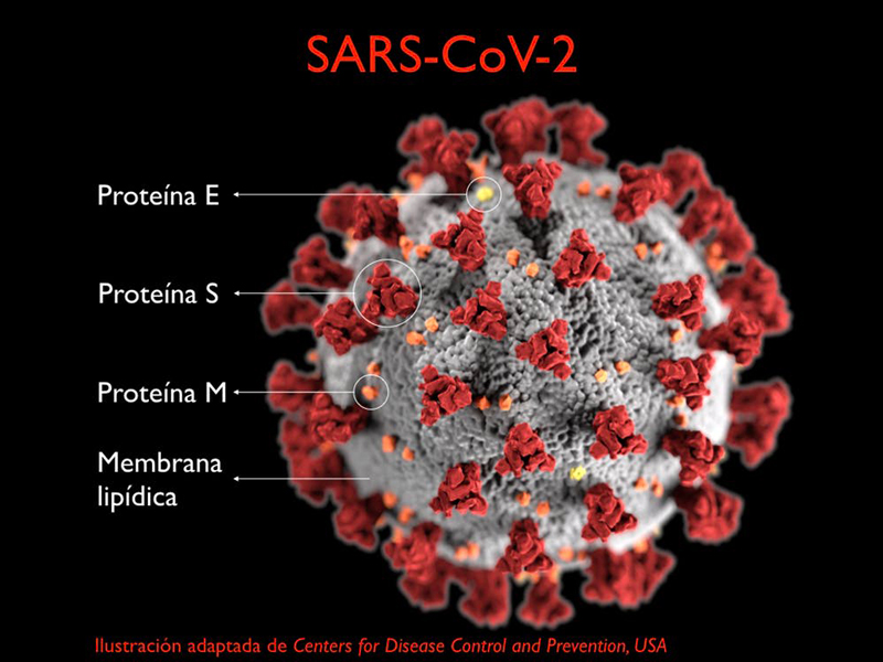 figura coronavirus sars-cov-2