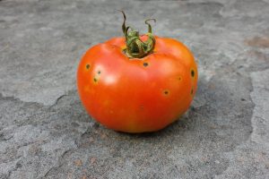 Cultivos resistentes tomate