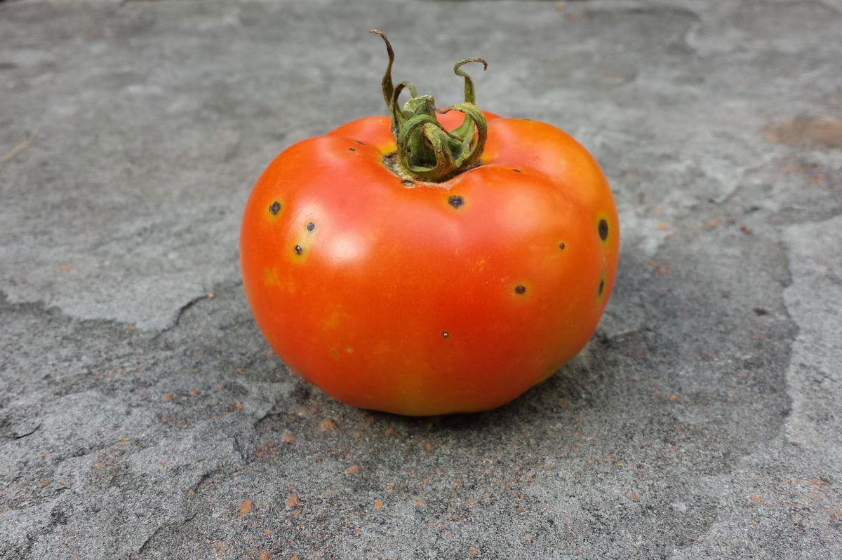 Cultivos resistentes tomate