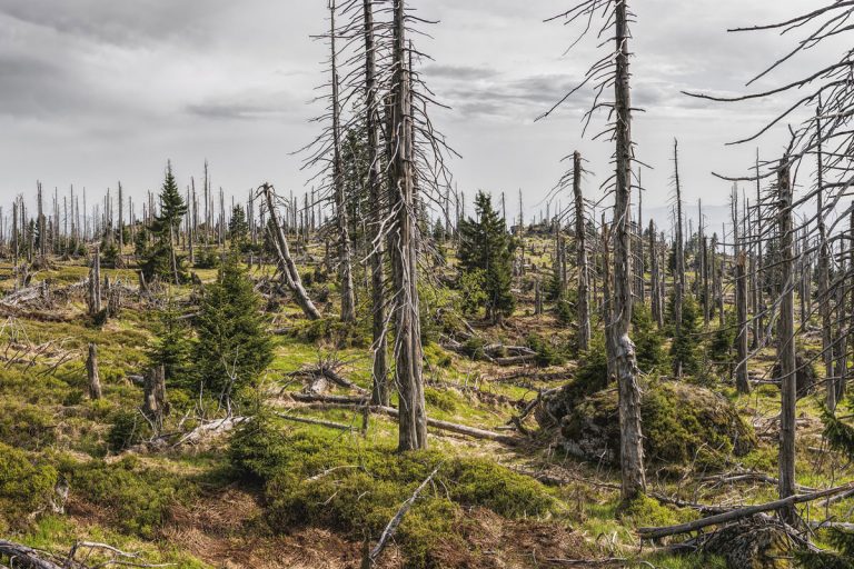 Día Mundial del Medio Ambiente - Revista Mètode