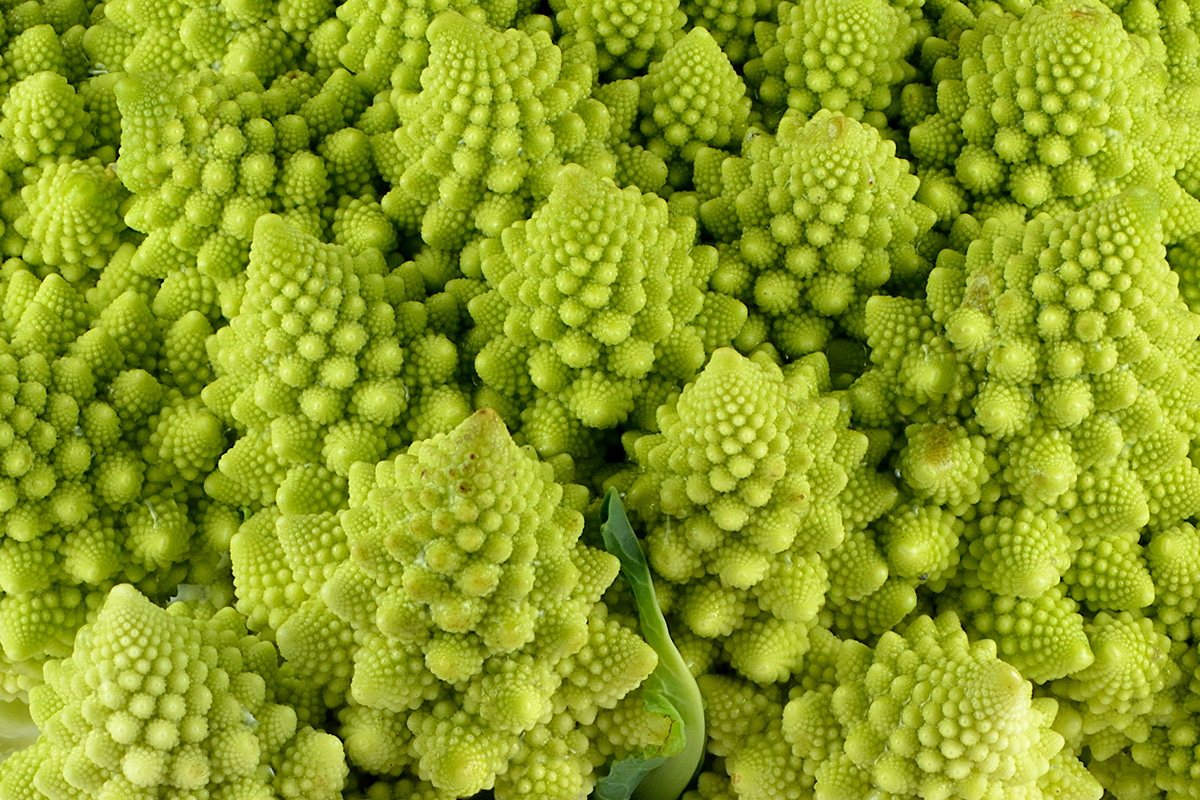 Qué es un fractal y qué relación tiene con la naturaleza? - Revista Mètode