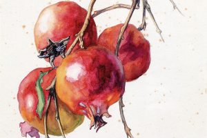 'Punica granatum' en fruto