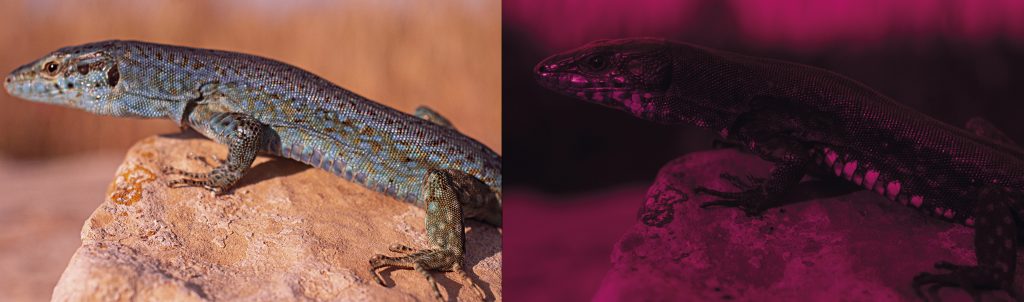 Un lagarto de la especie <em>Podarcis pityusensis</em> fotografiado en el campo (Formentera, España) en el espectro visible.