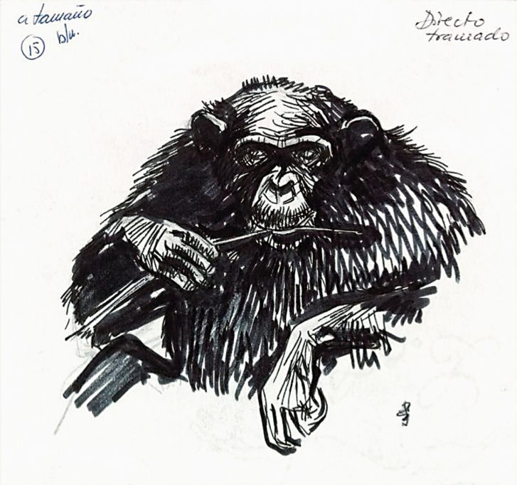 Dibujo de Jordi Sabater Pi de un chimpancé alimentándose de las termitas-