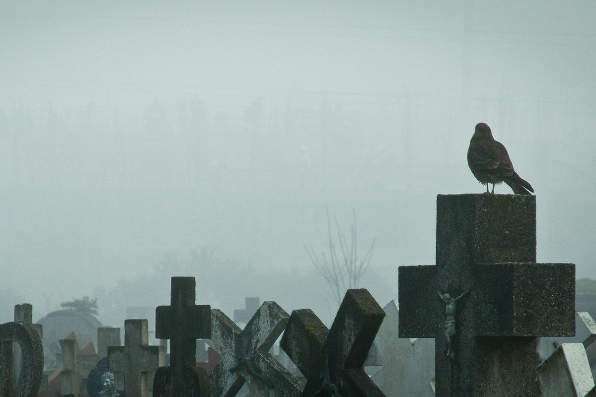 pájaro en un cementerio