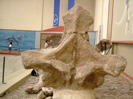 Holotipo de la dorsal anterior de Argentinosaurus huinculensis
