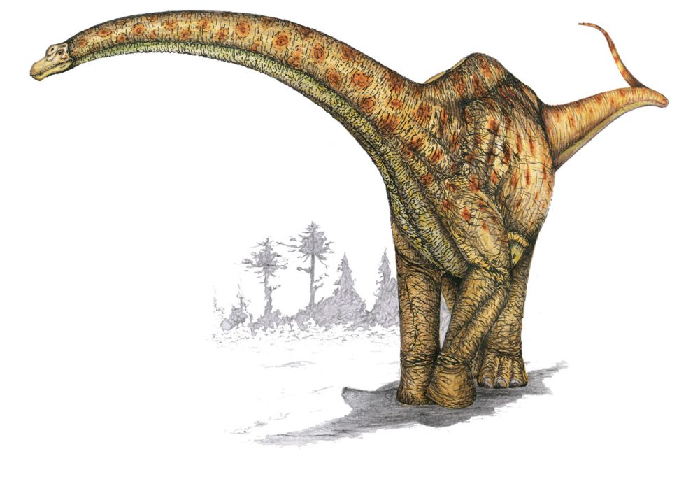 Figura 6. Representació de Futalognkosaurus dukei. El descobriment d’aquesta espècie va demostrar que els titanousàurids amb fèmurs grans no eren ni els més llargs ni els més grans.