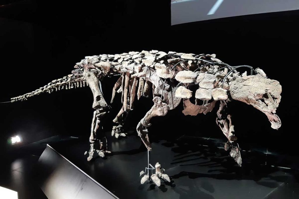 Esqueleto original del anquilosaurio Europelta carbonensis del Albiense de Ariño (Teruel)