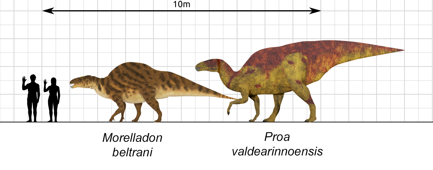 Reconstruccions dels hadrosauriformes Morelladon beltrani i Proa valdearinnoensis 