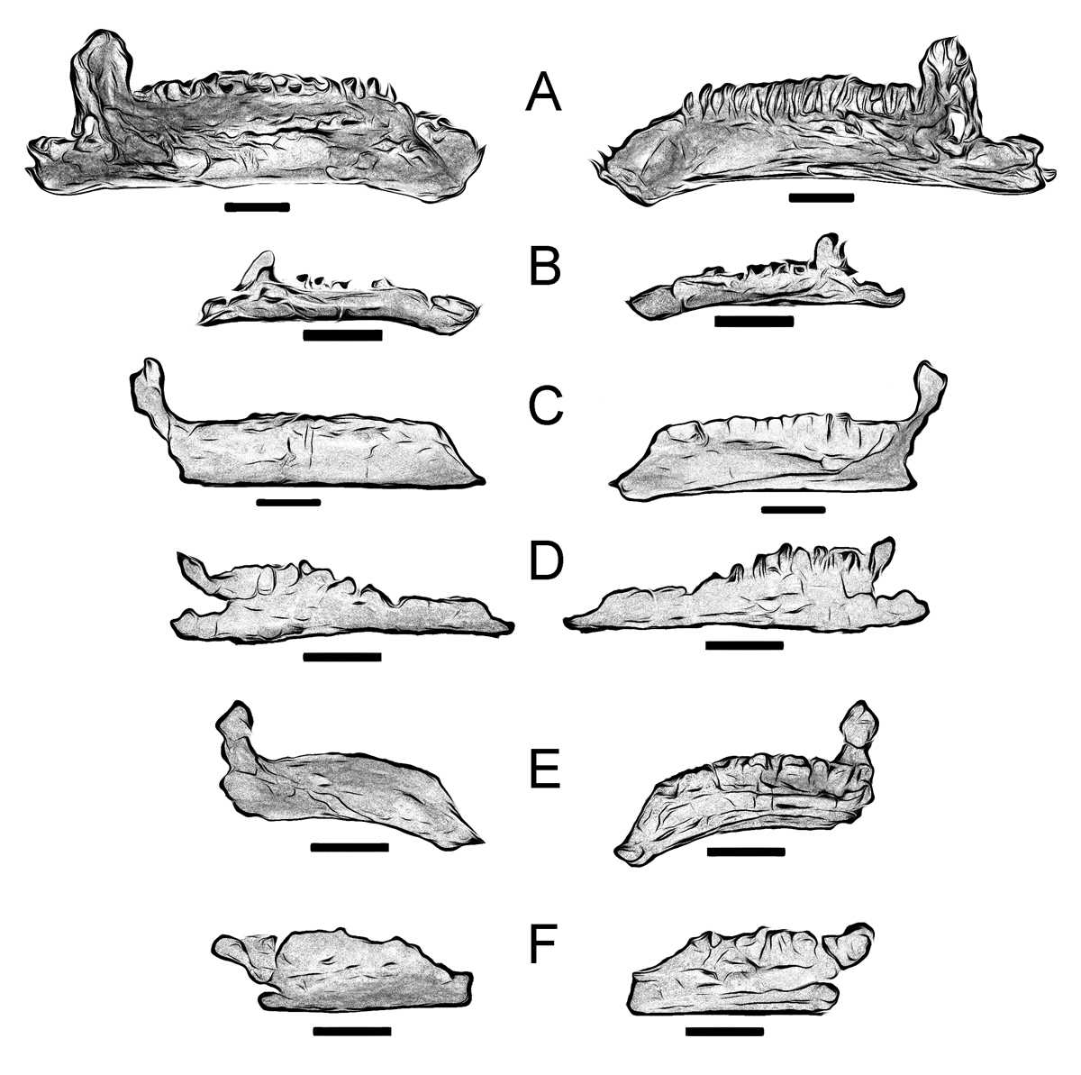 Mandíbulas de diversos ornitópodos hadrosauriformes 