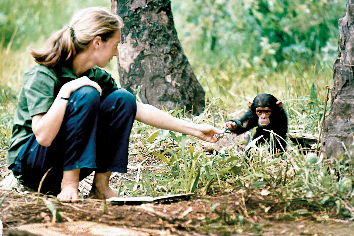 Jane Goodall con el chimpancé Flint
