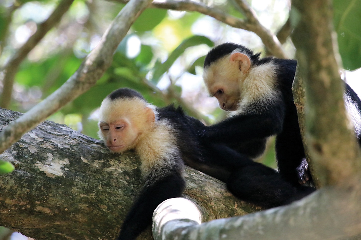 Mono capuchino acicalando a otro