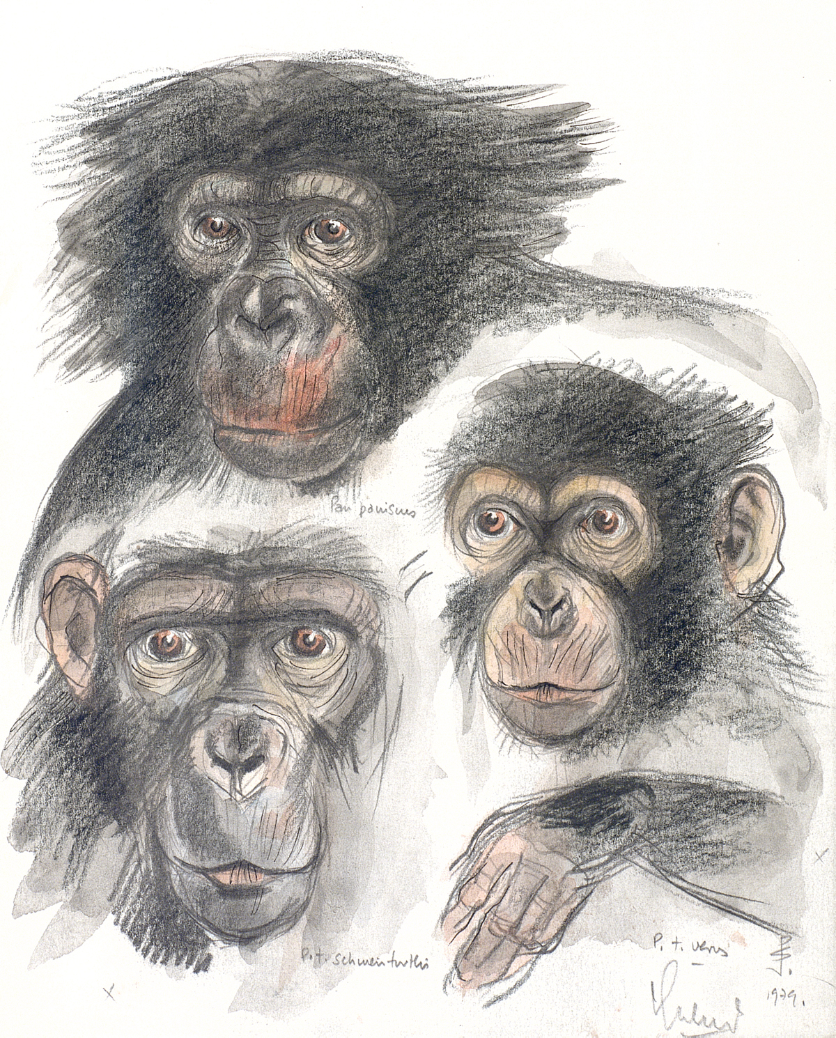 Un bonobo y dos chimpancés dibujados por Jordi Sabater Pi