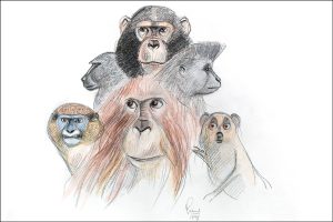 Ilustraciones de primates de Jordi Sabater Pi