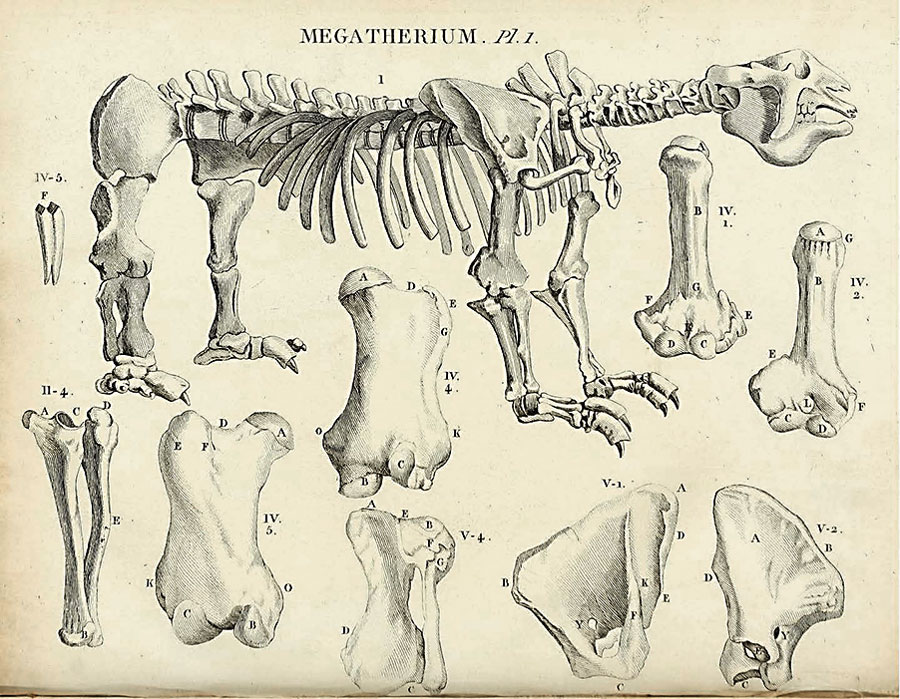 Dibujo de un Megatherium