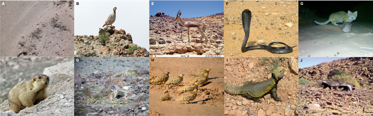 Es posible ver fauna del desierto allí donde parece imposible: barales, perdiz chucar, marmota, linces del Himalaya