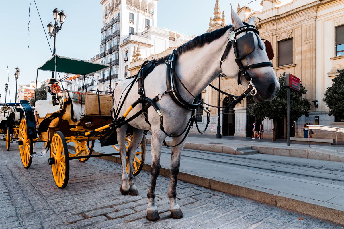 Carruatge turístic de cavalls