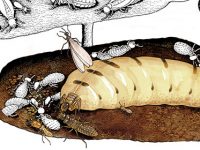 simbiosis y termitas