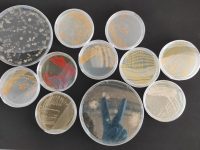 Microbiota microorganismes