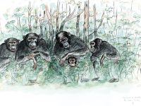Primates. Ilustración: Jordi Sabater Pi