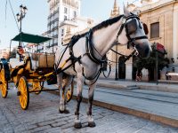 Carruatge turístic de cavalls