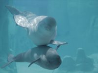 ballenas: madre y cría beluga